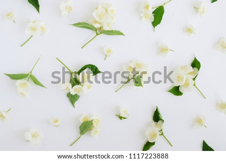 Jasmine flowers pattern top view, flat lay.	 Royalty-Free Stock Photo #1117223888