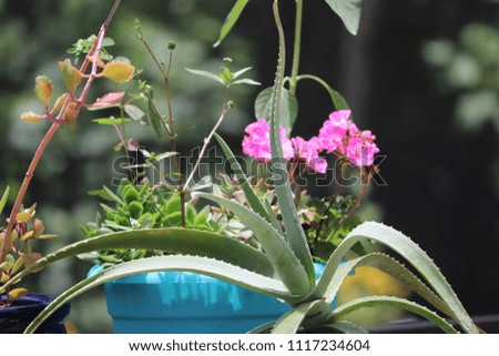 Green succulent plants, aloe and pink geranium flowers in patio container garden.