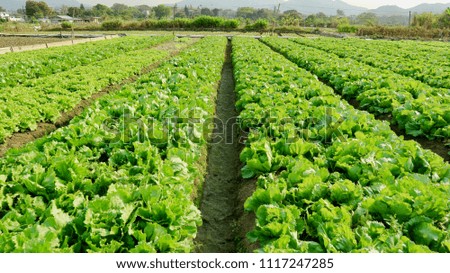 Lettuces growing in filed