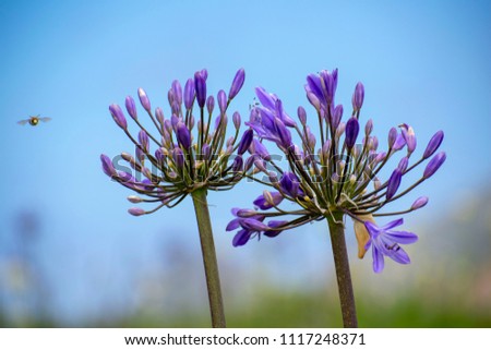 Close up of a two purple Agapanthus (lily of the Nile) flowers and a flying bee against blurred green landscape and a deep blue sky
