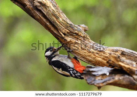 The great spotted woodpecker (Dendrocopos major) sitting on the dry tree trunk in the forest with green background.
