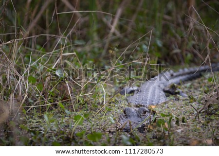 Alligators in the swamp