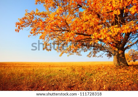 Autumn tree on dry meadow over blue sky background