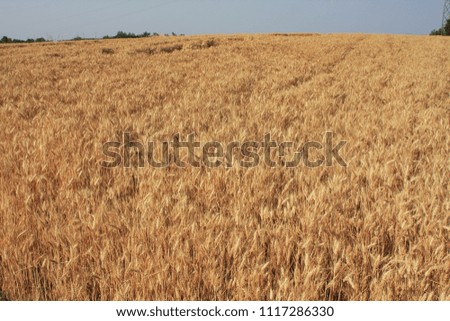 Field of Golden wheat