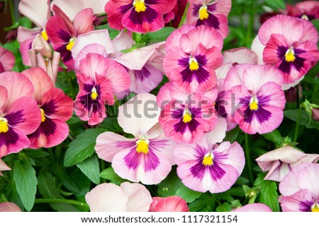 Pansy Flowers pink spring colors against a lush green background.