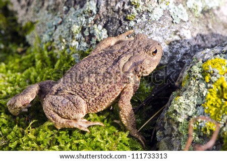 Amphibian Common toad (Bufo bufo) on moss