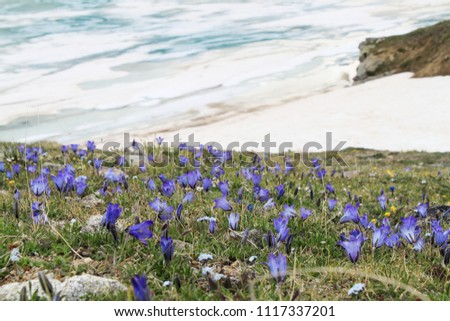 purple flowers and green grass in the foreground against the ice lake and snow, Kabardino-Balkaria