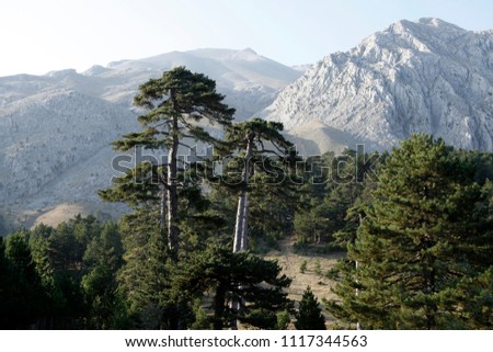 mountain and pine forest