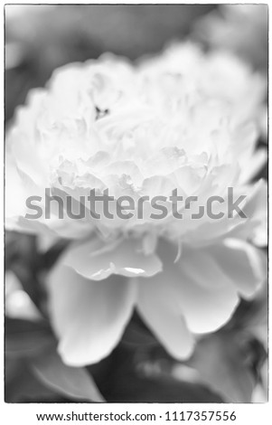 Beautiful flowers peonies in black and white tonation