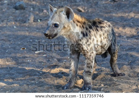 spotted hyena and pup 