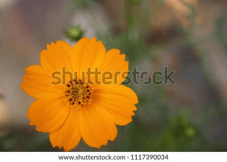 Marigold Flower Isolated