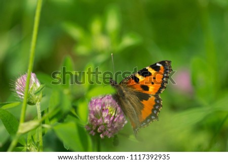 an amazing close up of butterfly sitting on a flower, detail of the wild life, macro picture, flying butterfly, summer day, lovely nature full of bugs