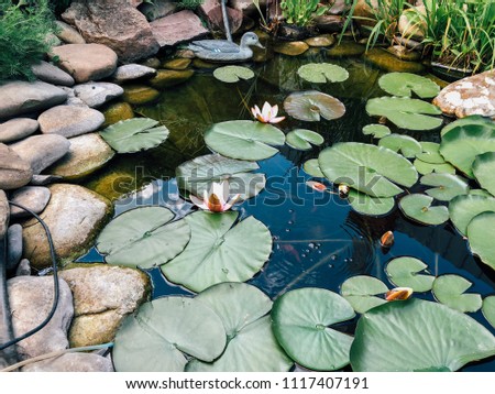water lilies on the water