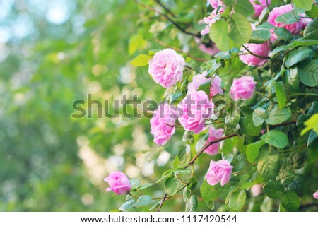 Beautiful green bush with blooming roses. Garden in June. Closeup photography
