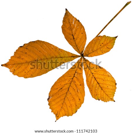 Leaf of chestnut tree (Aesculus hippocastanum) isolated on a white background