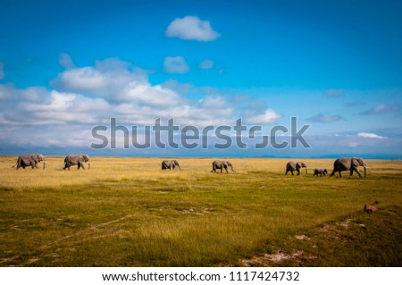 Elephants in Amboseli national park Kenya