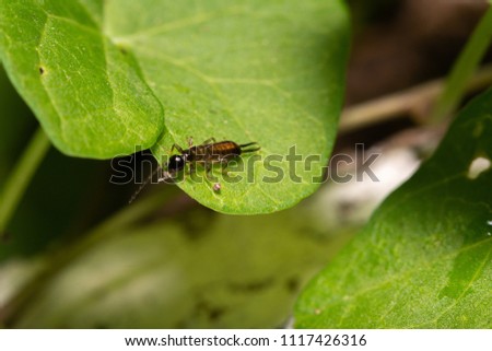 earwig on a leaf (Dermaptera)