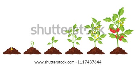 Tomato stage growth. Life cycle of a tomato plant, leaf, flower and fruiting stages. Vector flat style cartoon illustration isolated on white background Royalty-Free Stock Photo #1117437644