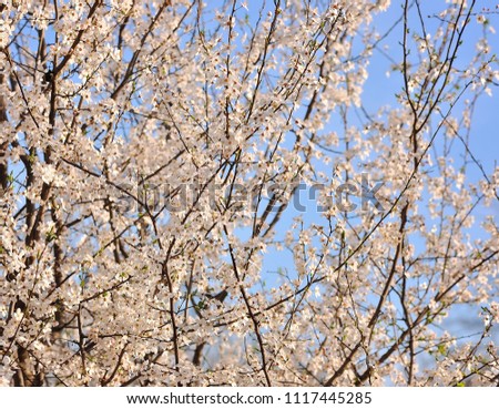 White cherry flowers on spring nature background