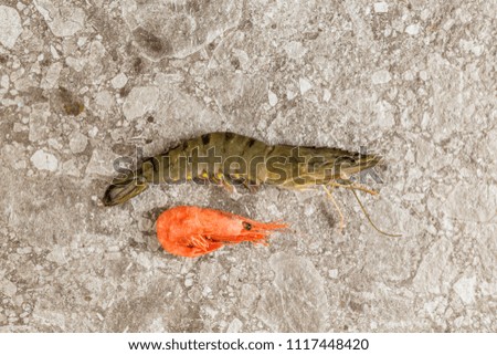 tiger prawn with a common shrimp