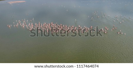Flamingos in Nakuru lake national park Kenya