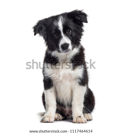 Border Collie puppy, 17 weeks old, sitting against white background