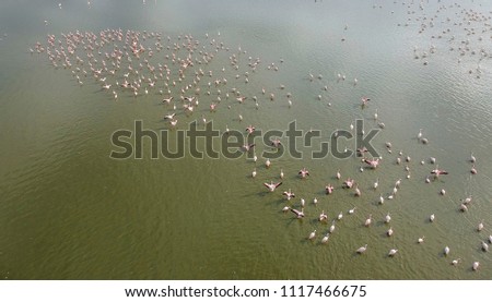 Flamingo in Nakuru lake national park Kenya