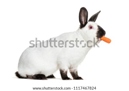 Russian rabbit holding carrot in mouth against white background