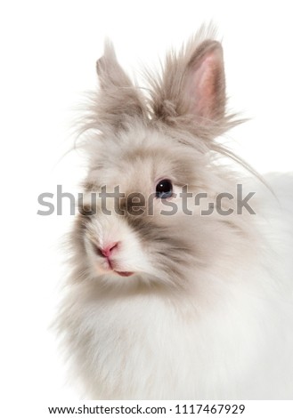 Angora rabbit, close up against white background