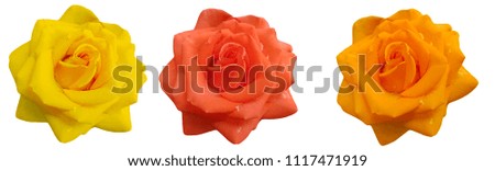 rose orange isolated on white background head
