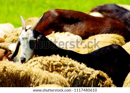 Selective focus picture of herd of sheep crawling and eating grass on a meadow, Close up abstract soft focus background
