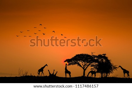 Silhouettes Family of giraffes standing in the wild. at sunrise.  
