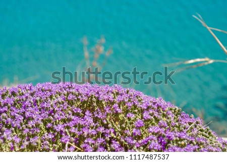 Wild thyme in front of the turquoise sea in Crete, Greece, amazing color combination                          