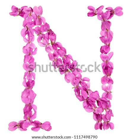 Letter N from alphabet, from flowers of violet, isolated on white background