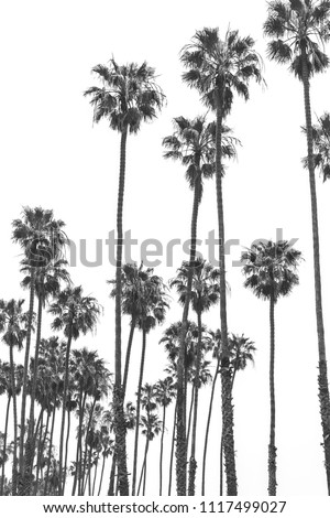 California State palm tree. Summer vacation, tropical beach concept