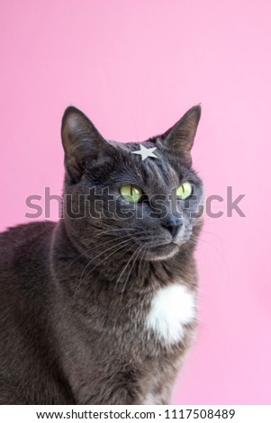 Portrait of gray cat with green eyes and star in forehead on pink background. Funny concept of superhero with copy space. Wonder cat.