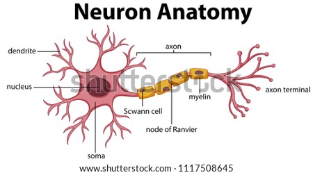 Diagram of Neuron Anatomy  illustration