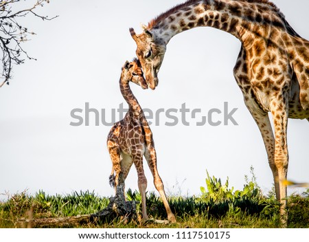 Gentle moment between a mother giraffe and her baby. Game park, South Africa