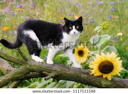 A cute cat, tuxedo pattern black and white bicolor, European Shorthair, walking on a tree branch in a garden with flowering sunflowers Royalty-Free Stock Photo #1117511588