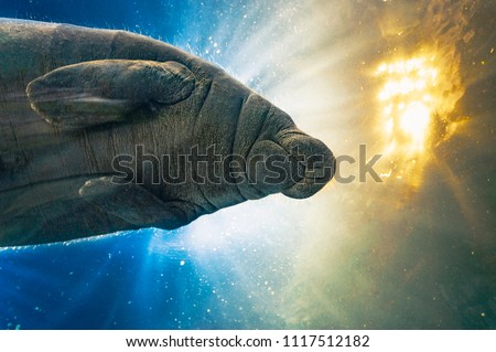 manatee under water in aquarium
