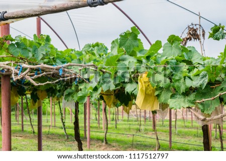 

 organic vineyard  area 


