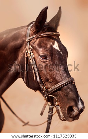 Horse and eyes. Portrait. Artistic photo of a horse on a farm. Beautiful animal. Brown Horse. Farm. Ranch. Summer. Moscow. Russia