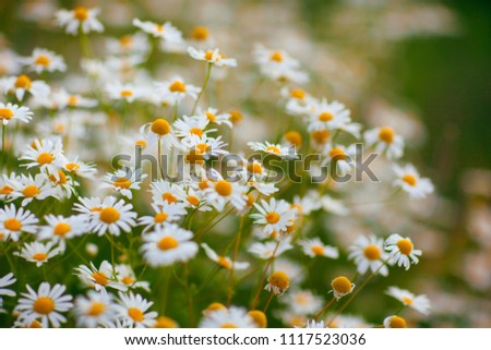 Ox-eye daisy. Field of chamomiles. White flowers and grass. Pretty nature in summer. Park. Summer. Moscow. Russia