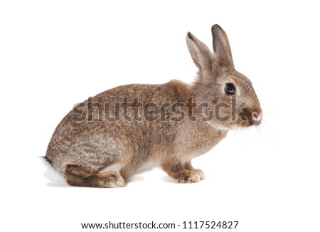 a rabbit in close up, isolated on white background