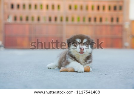 cute puppy Alaskan Malamute