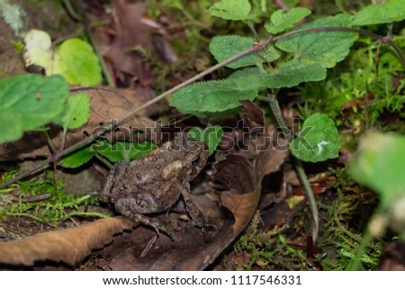 A small brown camoflaged frog or toad rests on a green forest fl