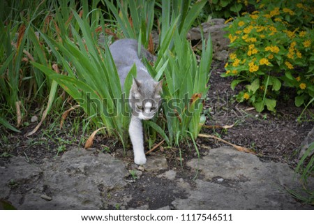 Cat Stepping out from Daffodil Leaves