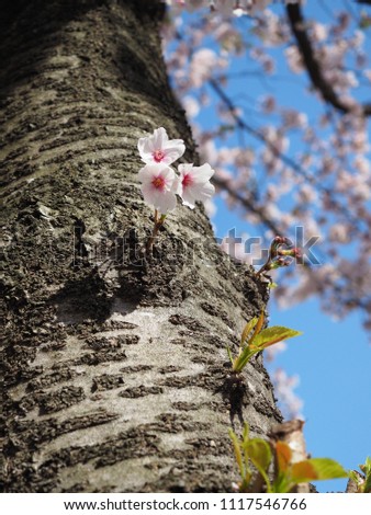 Little pink flowers on the trunk. Sakura in sunny day. Cherry blossom tree put forth fresh leaves on its trunk. Brown bark, Blue sky and pink flowers.