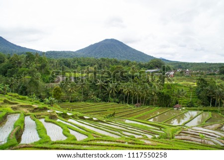 Green view of Wold Heritage rice fields in Bali, Indonesia. Volcano in the background, cloudy sky, green grass and palm trees. Must visit tourist place.