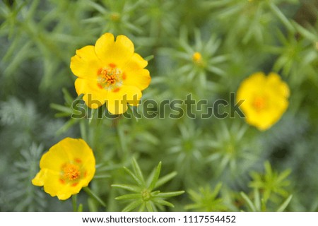 yellow moss-rose purslane in blossom